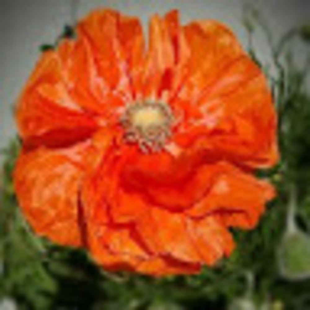 Meet your Posher, Teresa